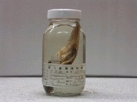 藏品(深海鮋)的圖片